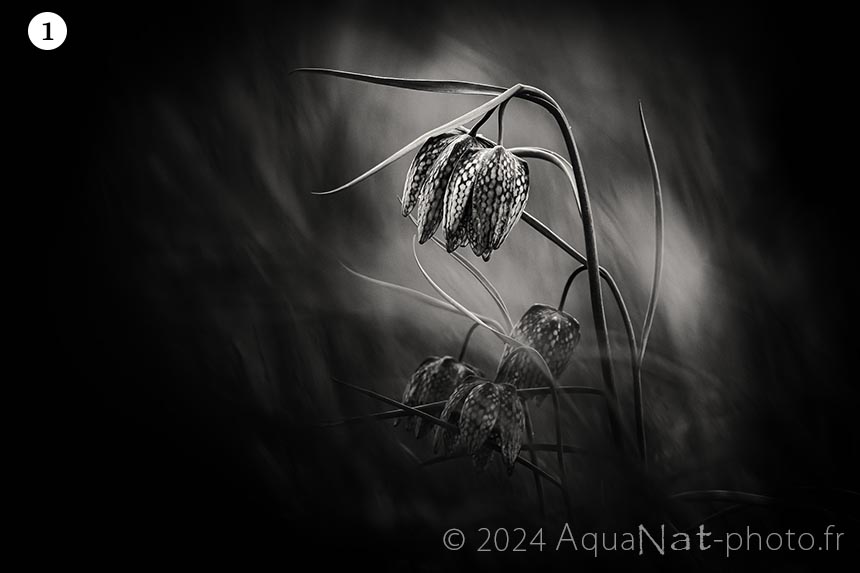 Tulipes fritillaires Noir et Blanc