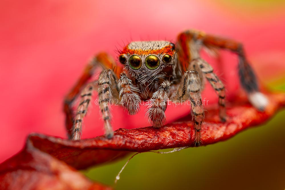 Portrait aux couleurs fidèles de l'araignée Saitis barbipes et ses yeux verts émeraudes et pattes rouges et noires