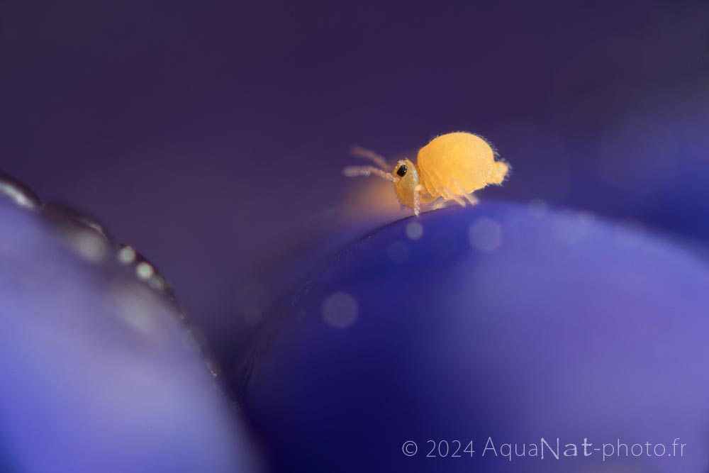 Collembole jaune sur gentiane bleu dans une composition épurée et artistique