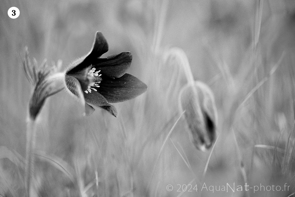 Tirage photo noir et blanc poétique, délicate de la pulsatille rouge et de son cœur lumineux