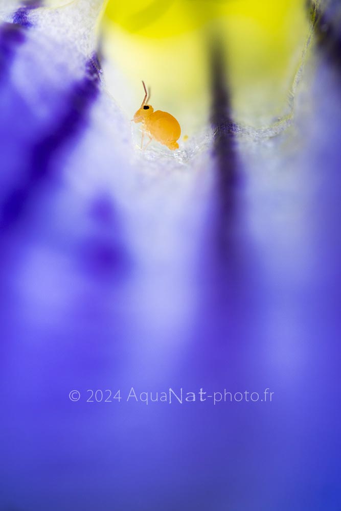 Collembole jaune dans une photographie minimaliste, graphique au cœur d'une gentiane bleue