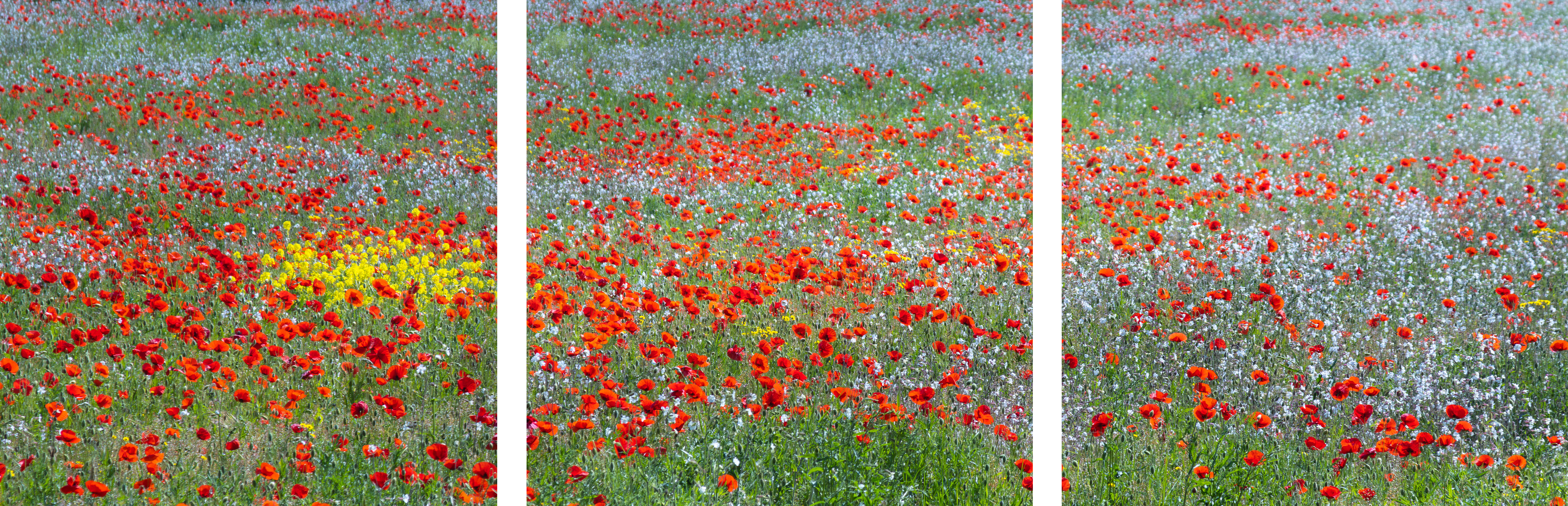 Photo multicolore rouge, jaune, bleu sur verdure d'un champ de fleurs plein de douceur d'une belle journée au printemps