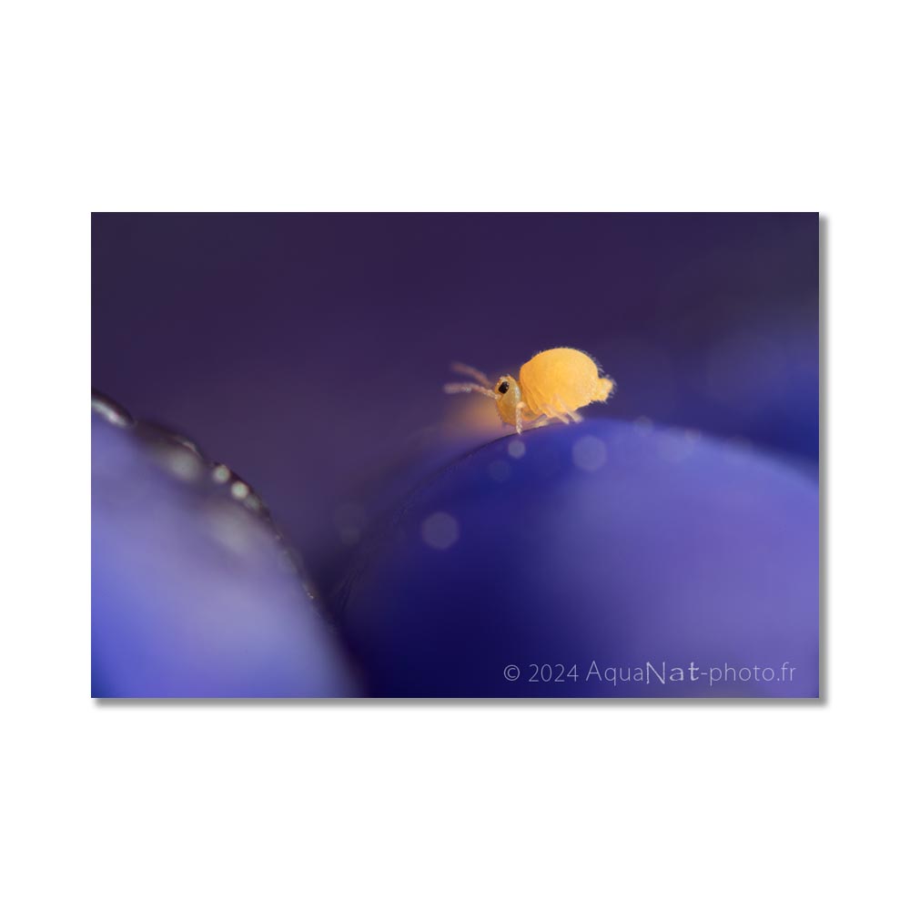 Visuel d'un tirage photo de collembole jaune sur fleur bleue