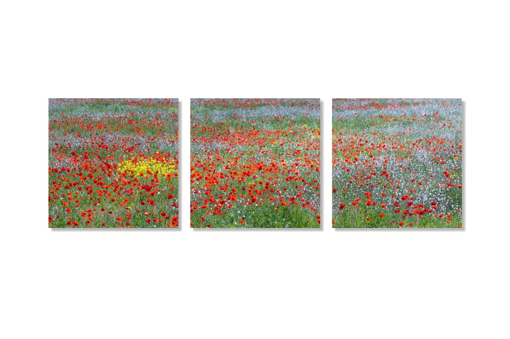 Triptyque de 3 carrés d'un champ de fleurs des champs, printanier, coloré